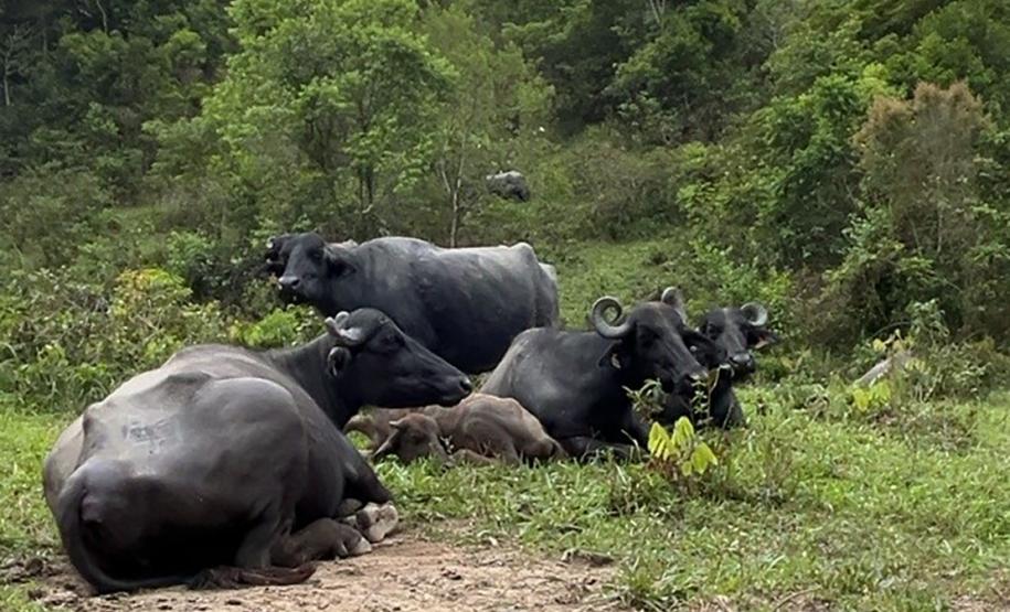 Gado em área irregular
