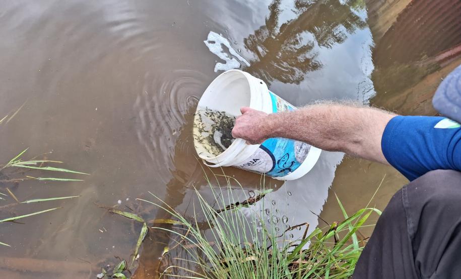 Peixes sendo soltos no rio