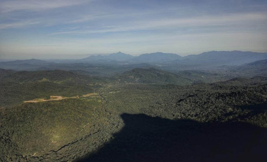 Desmatamento ilegal da Mata Atlântica reduz 64% no Paraná em 2023