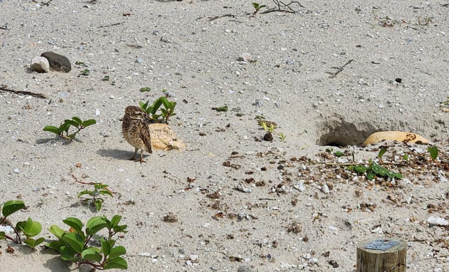 Coruja em meio a praia