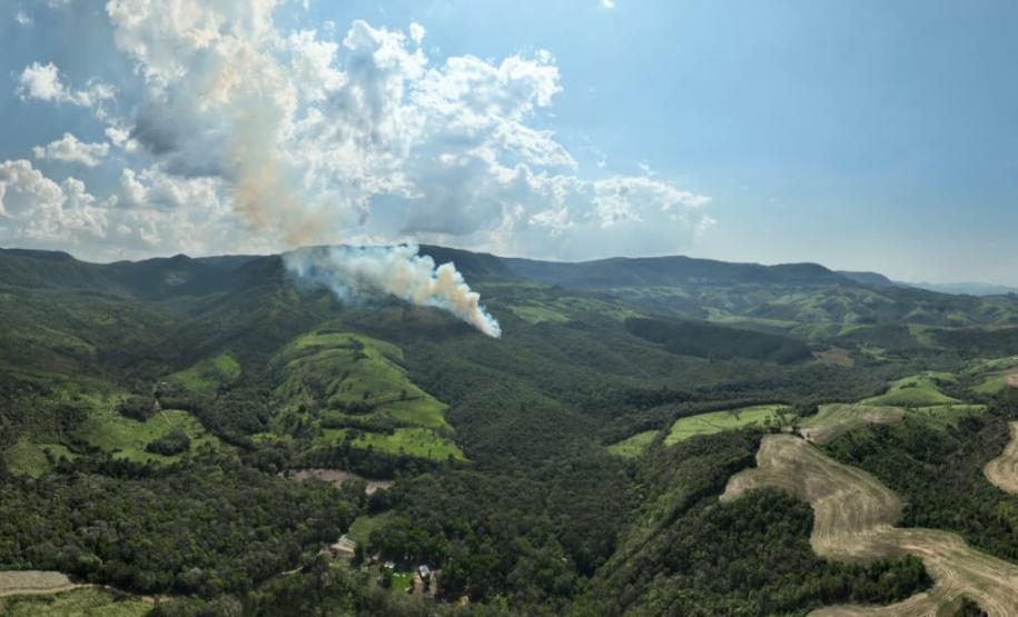 VEGETAÇÃO PARANAENSE