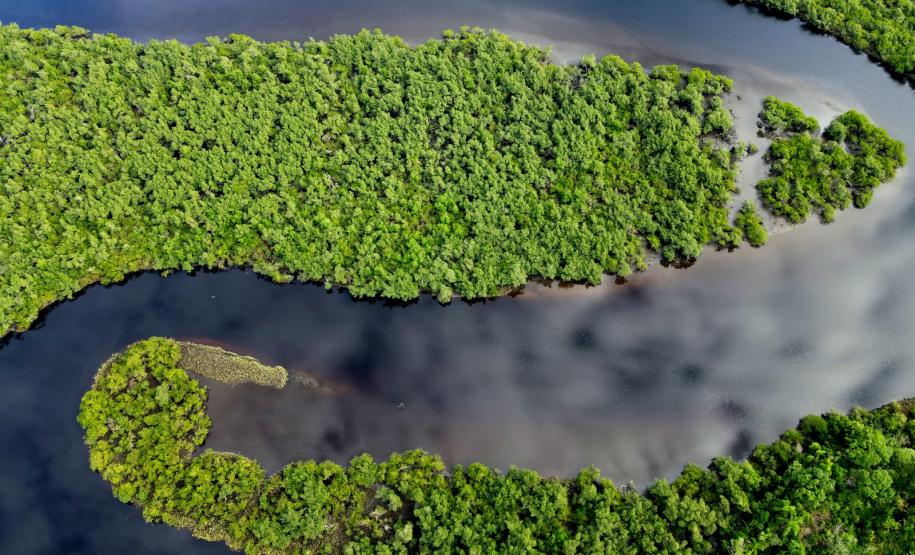 VEGETAÇÃO PARANAENSE