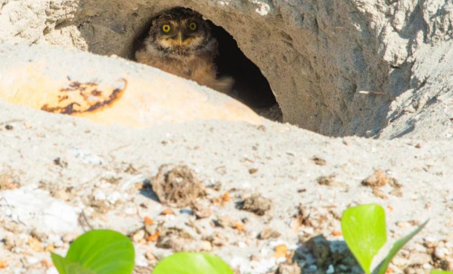 Coruja na praia