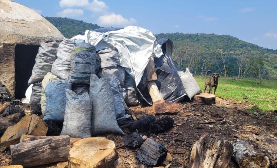 SACOLAS E TOCOS DE ÁRVORES