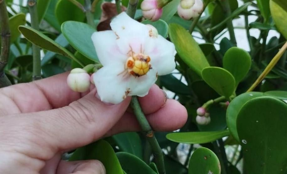 Biologo tocando a vegetação