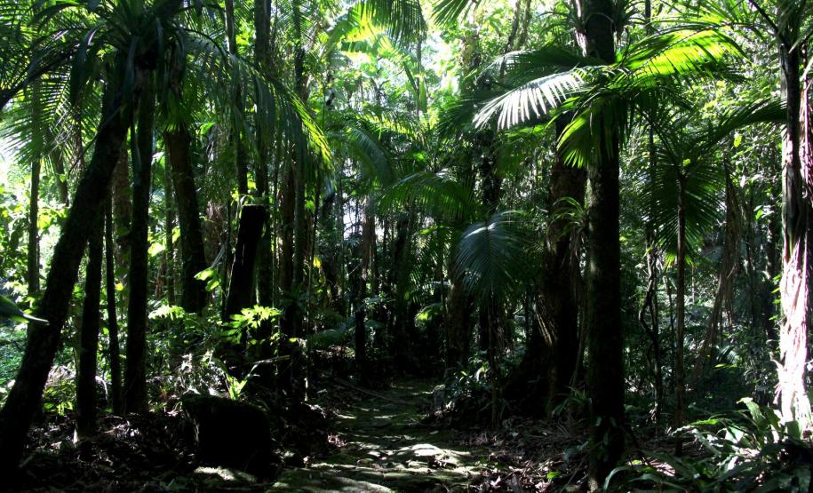 VEGETAÇÃO PARANAENSE