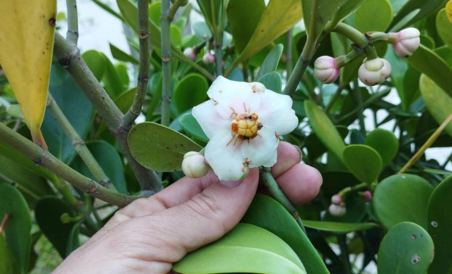 Biologo tocando a vegetação