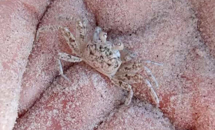 Biologo com fauna marinha na mão