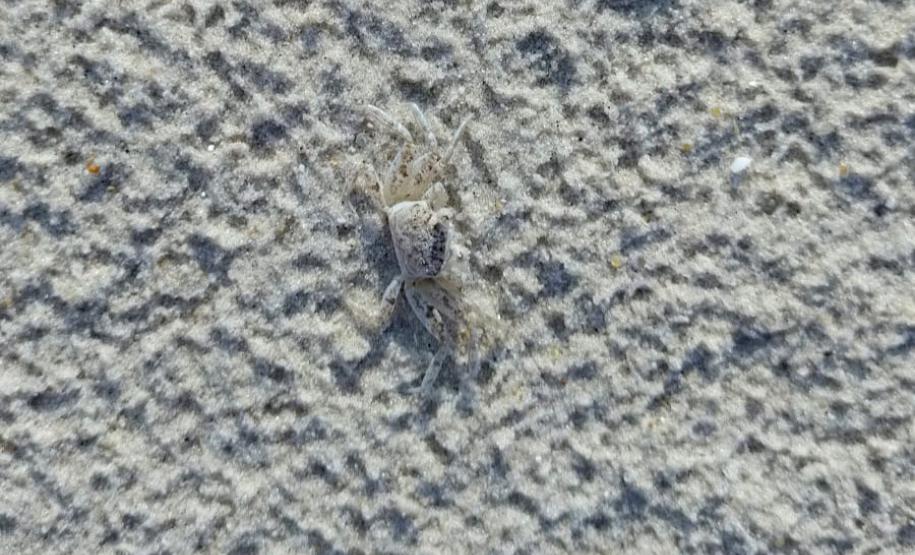 Fauna marinha na areia