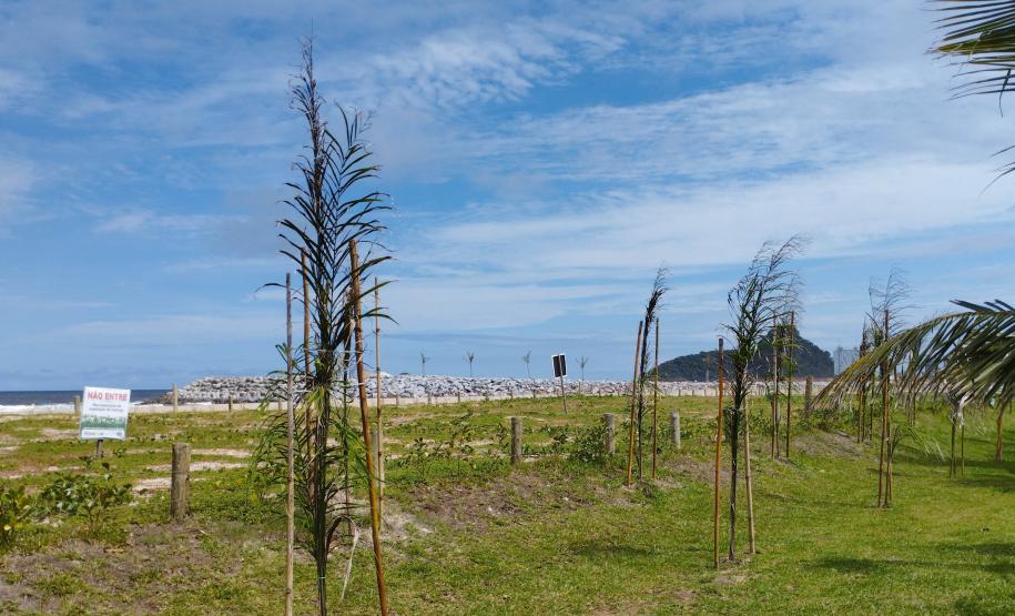 Foto de árvores plantadas na orla