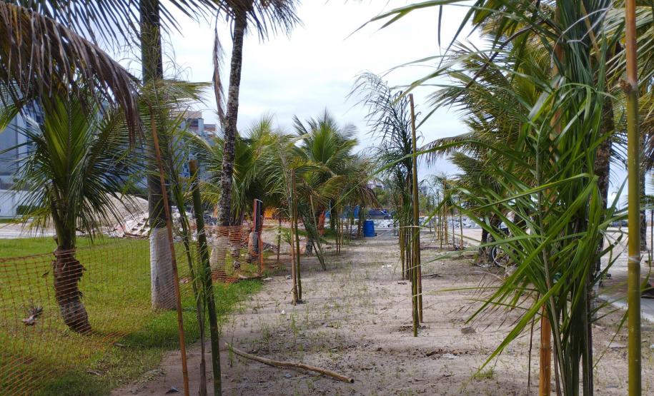 Foto de árvores plantadas na orla