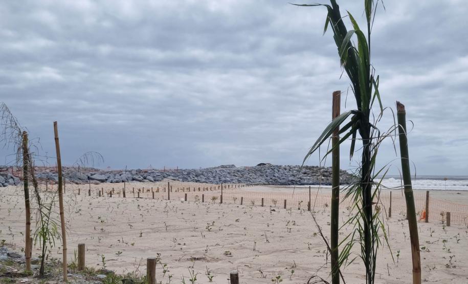 Foto de árvores plantadas na orla