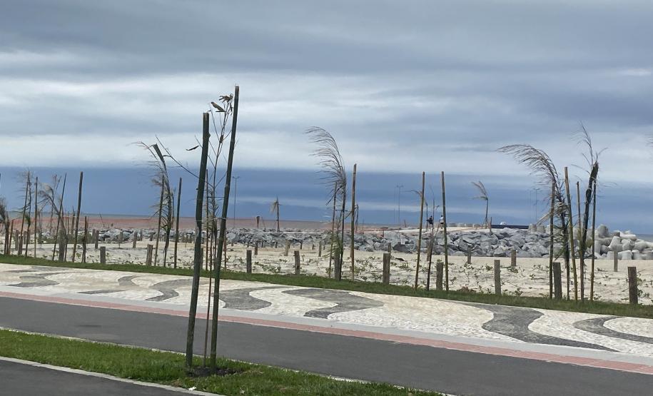 Foto de árvores plantadas na orla