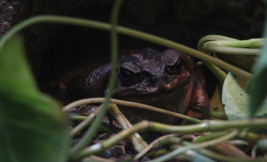 quário de Paranaguá é mais um ponto turístico para os passageiros de cruzeiros que desembarcam no litoral paranaense. O local conta com 507 animais de 93 espécies diferentes