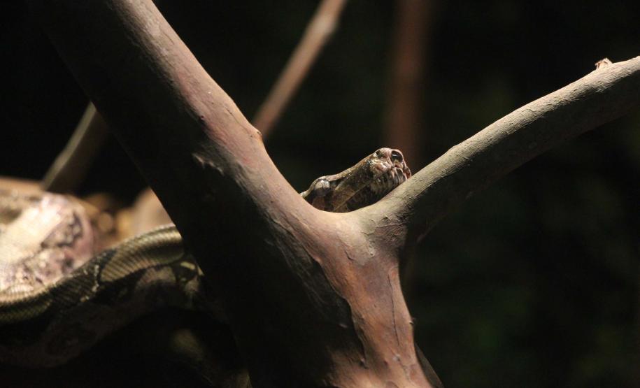 quário de Paranaguá é mais um ponto turístico para os passageiros de cruzeiros que desembarcam no litoral paranaense. O local conta com 507 animais de 93 espécies diferentes