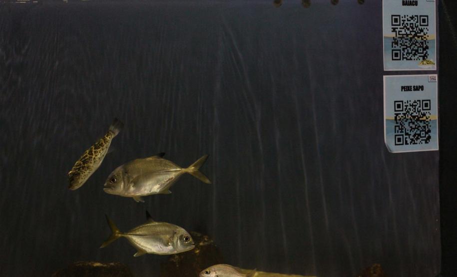 quário de Paranaguá é mais um ponto turístico para os passageiros de cruzeiros que desembarcam no litoral paranaense. O local conta com 507 animais de 93 espécies diferentes