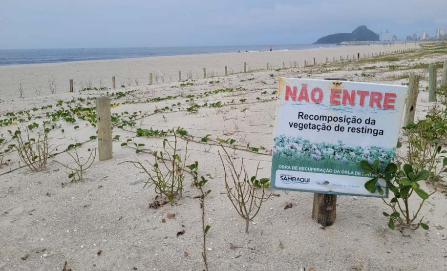 Foto de restinga na orla de Matinhos