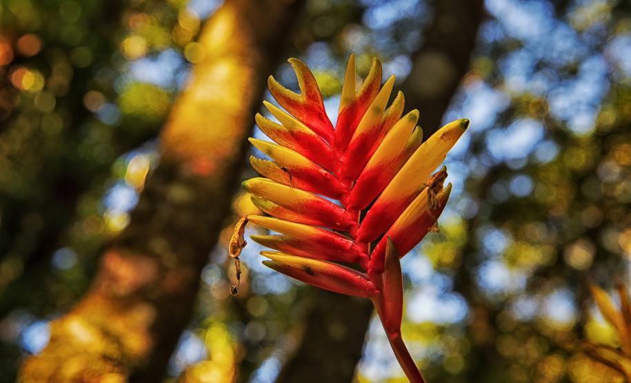 Foto de planta avermelhada