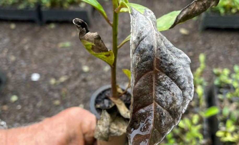 Foto de pessoa segurando muda