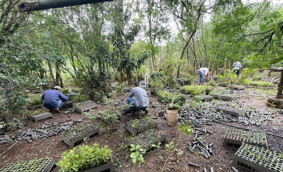 Servidores restaurando o viveiro