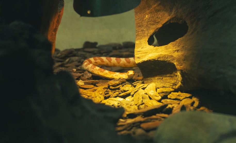 quário de Paranaguá é mais um ponto turístico para os passageiros de cruzeiros que desembarcam no litoral paranaense. O local conta com 507 animais de 93 espécies diferentes