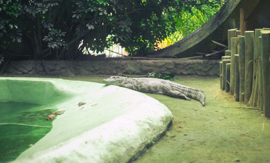 quário de Paranaguá é mais um ponto turístico para os passageiros de cruzeiros que desembarcam no litoral paranaense. O local conta com 507 animais de 93 espécies diferentes