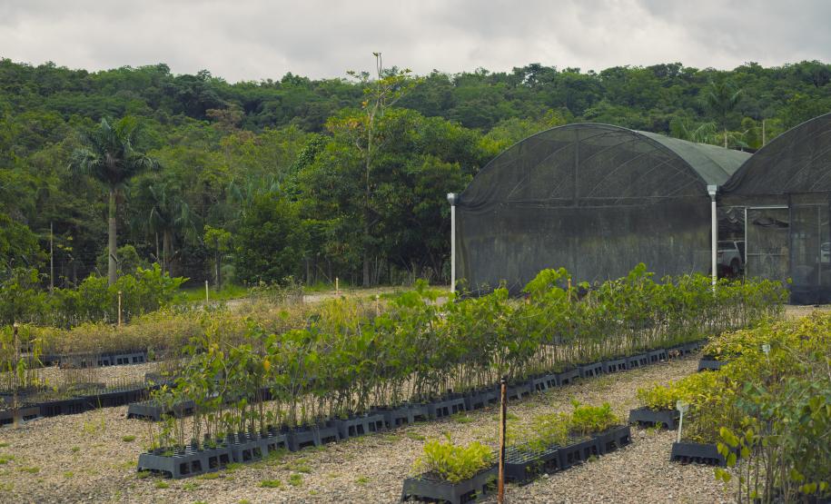 Viveiro do IAT em Morretes produz 22 espécies diferentes de restinga nativa