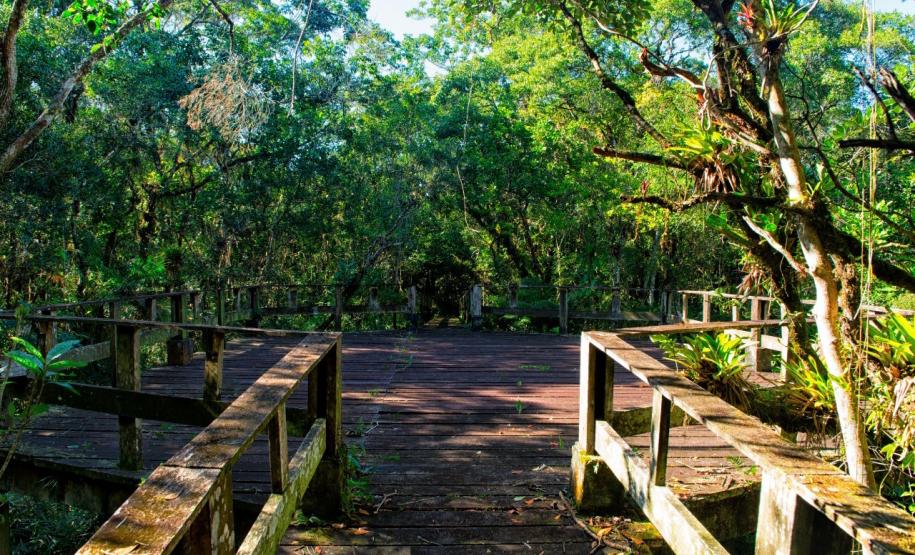 Foto de trilha do parque rio da onça