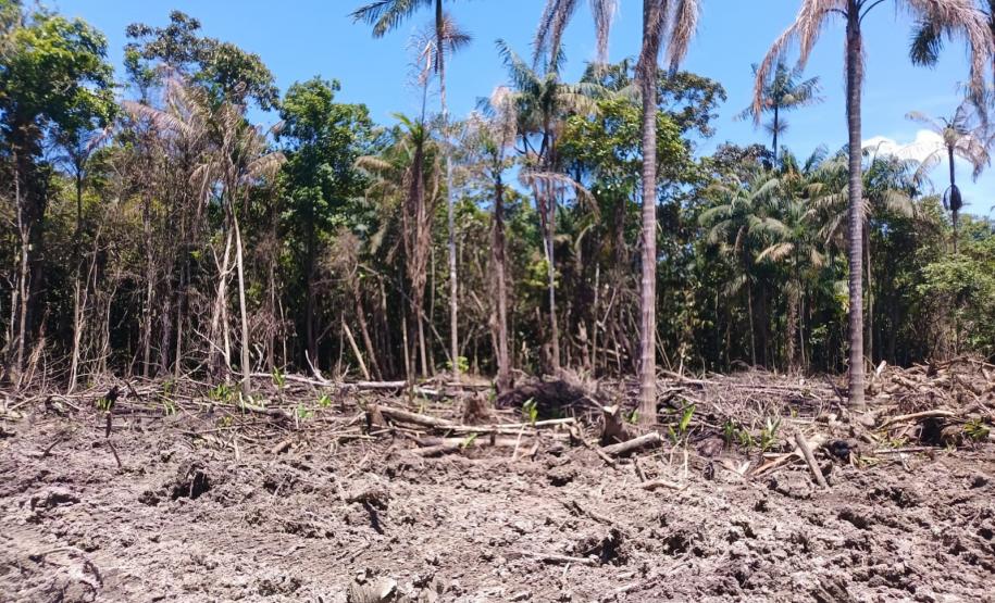Foto de área desmatada