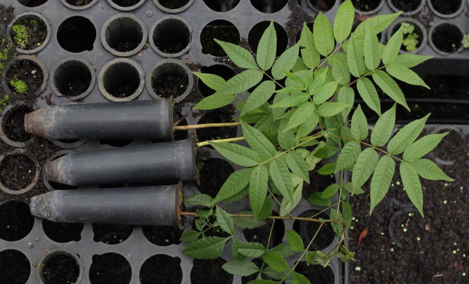 Viveiro do IAT em Morretes produz 22 espécies diferentes de restinga nativa