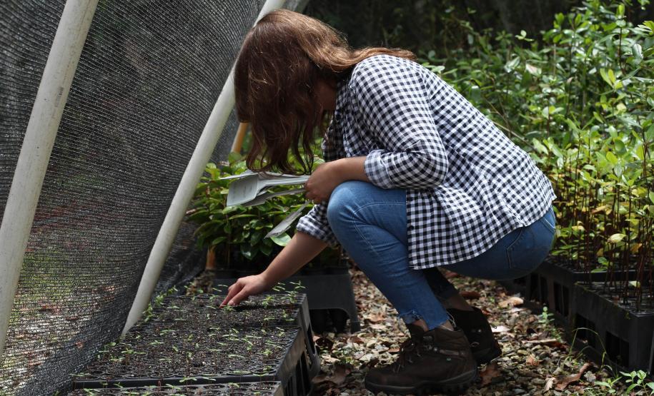 Viveiro do IAT em Morretes produz 22 espécies diferentes de restinga nativa