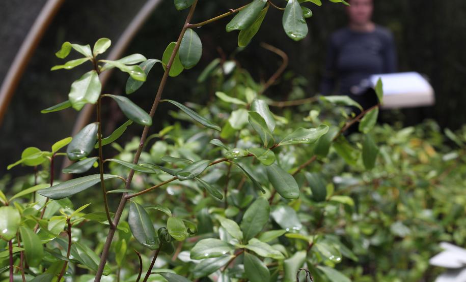 Viveiro do IAT em Morretes produz 22 espécies diferentes de restinga nativa