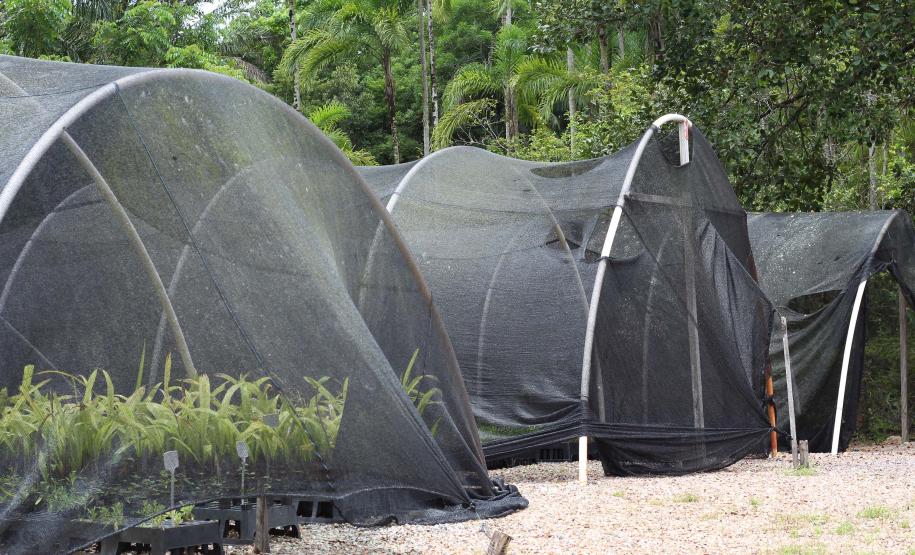 Viveiro do IAT em Morretes produz 22 espécies diferentes de restinga nativa