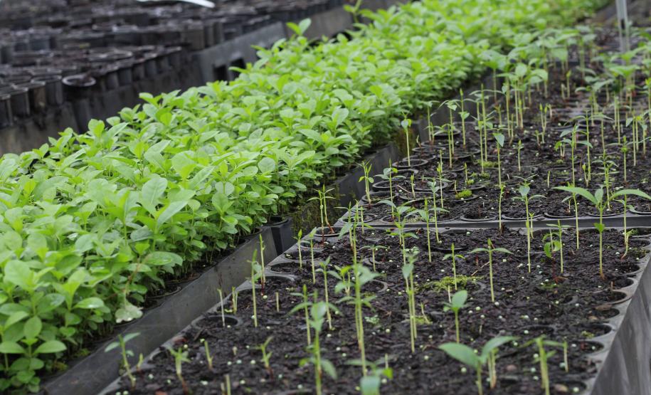 Viveiro do IAT em Morretes produz 22 espécies diferentes de restinga nativa