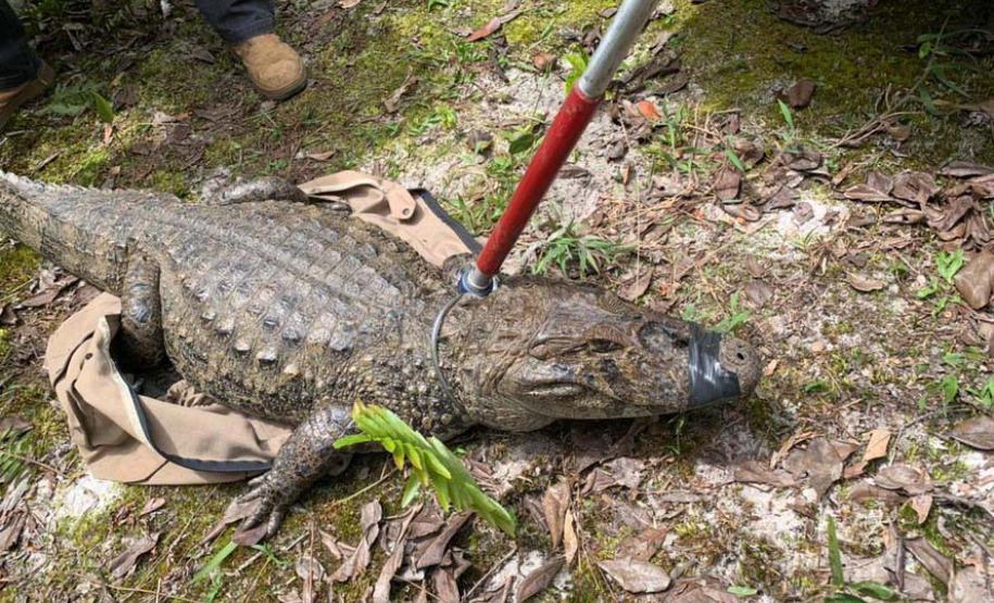 IAT padroniza ações para resgate da fauna silvestre nas cidades e suas proximidades