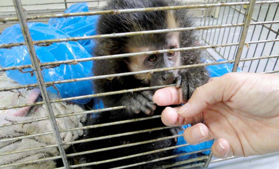 IAT padroniza ações para resgate da fauna silvestre nas cidades e suas proximidades