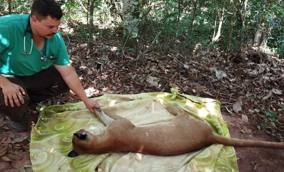 IAT padroniza ações para resgate da fauna silvestre nas cidades e suas proximidades