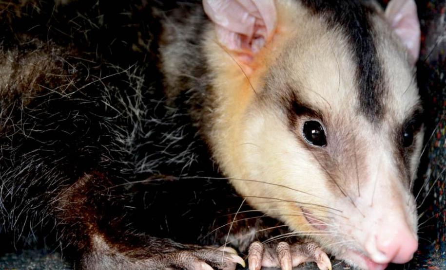 IAT padroniza ações para resgate da fauna silvestre nas cidades e suas proximidades