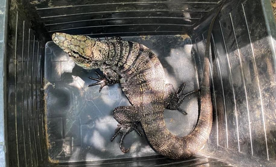 IAT padroniza ações para resgate da fauna silvestre nas cidades e suas proximidades