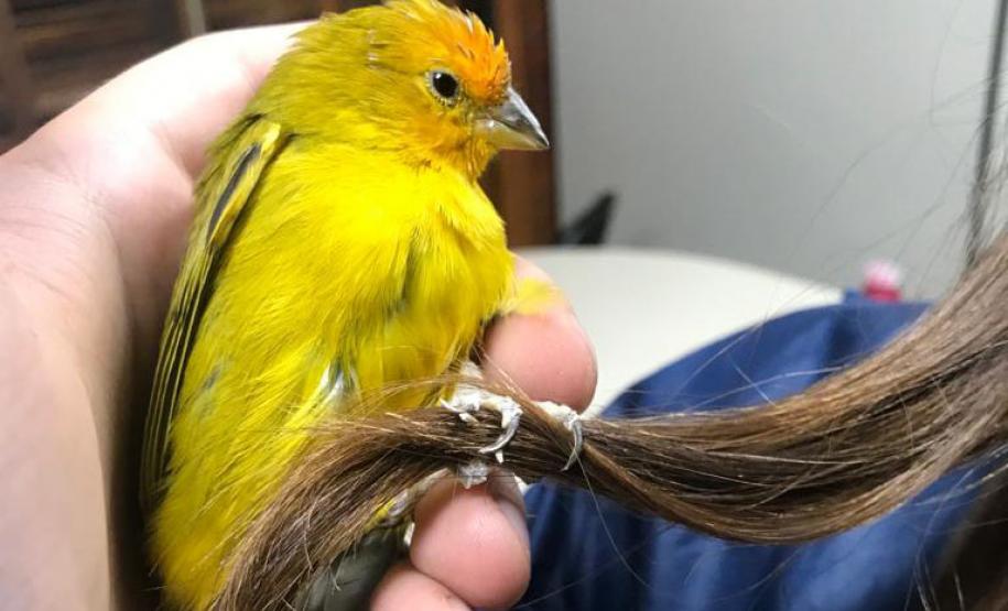 IAT padroniza ações para resgate da fauna silvestre nas cidades e suas proximidades