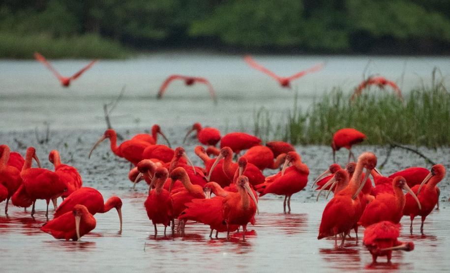 O Instituto Água e Terra (IAT) promove a segunda edição do Passarinhar Paraná nesta sexta-feira (19), no Parque Estadual do Boguaçu, em Guaratuba, dentro do Verão Maior Paraná. Entre outras atividades, o Aquário de Paranaguá inaugura também na sexta-feira (19) a exposição fixa “Mergulhando no clima do litoral”.