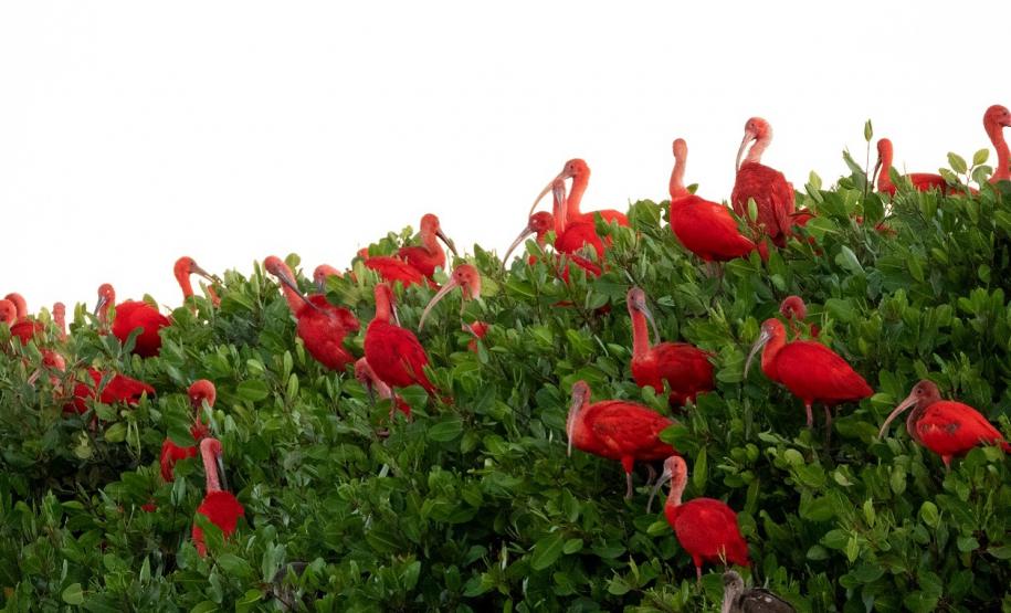 O Instituto Água e Terra (IAT) promove a segunda edição do Passarinhar Paraná nesta sexta-feira (19), no Parque Estadual do Boguaçu, em Guaratuba, dentro do Verão Maior Paraná. Entre outras atividades, o Aquário de Paranaguá inaugura também na sexta-feira (19) a exposição fixa “Mergulhando no clima do litoral”.