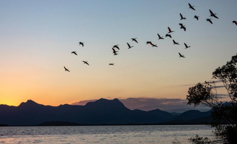 O Instituto Água e Terra (IAT) promove a segunda edição do Passarinhar Paraná nesta sexta-feira (19), no Parque Estadual do Boguaçu, em Guaratuba, dentro do Verão Maior Paraná. Entre outras atividades, o Aquário de Paranaguá inaugura também na sexta-feira (19) a exposição fixa “Mergulhando no clima do litoral”.