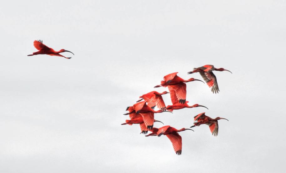 O Instituto Água e Terra (IAT) promove a segunda edição do Passarinhar Paraná nesta sexta-feira (19), no Parque Estadual do Boguaçu, em Guaratuba, dentro do Verão Maior Paraná. Entre outras atividades, o Aquário de Paranaguá inaugura também na sexta-feira (19) a exposição fixa “Mergulhando no clima do litoral”.
