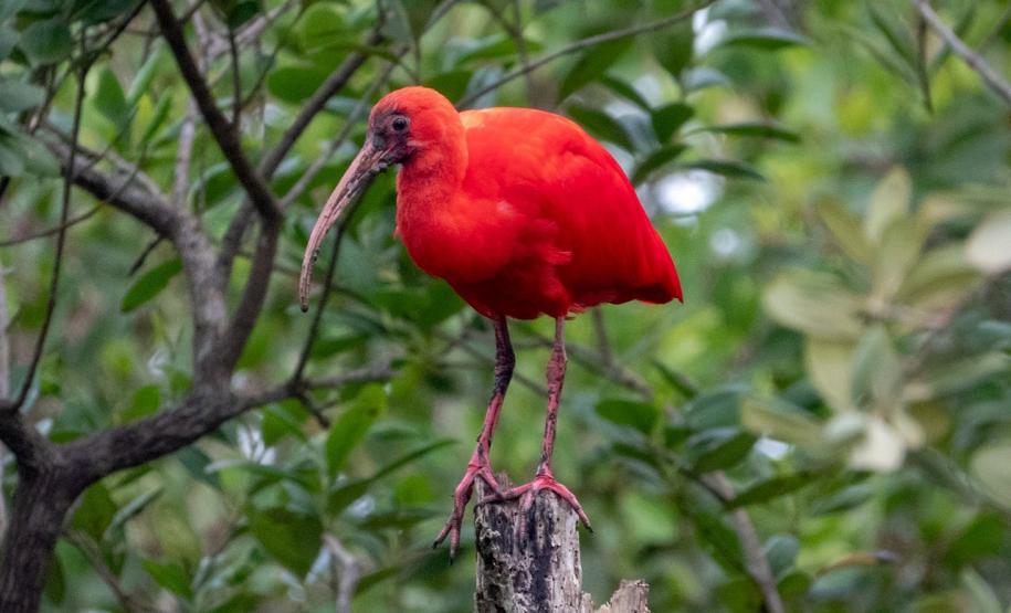 O Instituto Água e Terra (IAT) promove a segunda edição do Passarinhar Paraná nesta sexta-feira (19), no Parque Estadual do Boguaçu, em Guaratuba, dentro do Verão Maior Paraná. Entre outras atividades, o Aquário de Paranaguá inaugura também na sexta-feira (19) a exposição fixa “Mergulhando no clima do litoral”.
