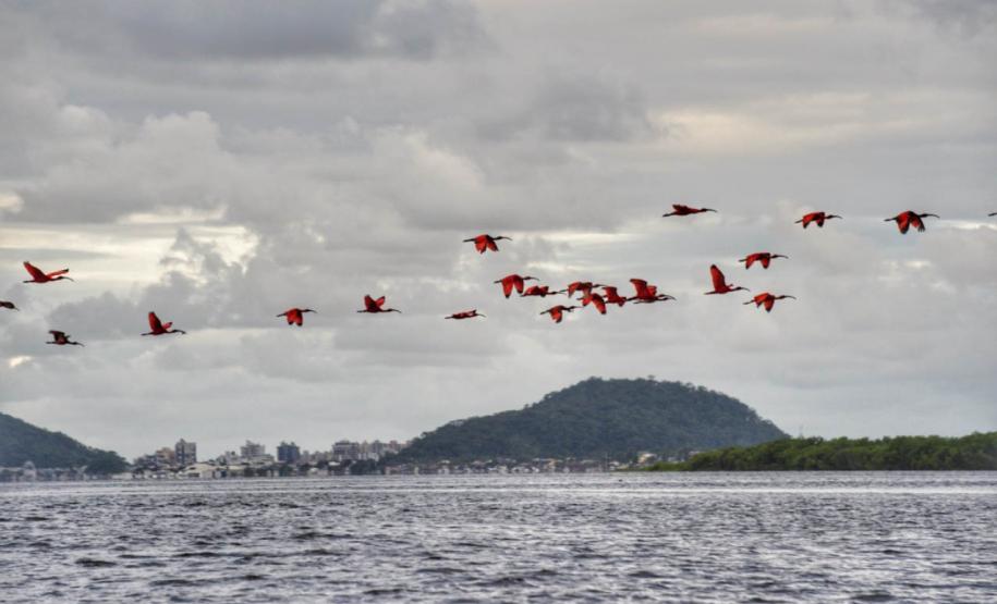 O Instituto Água e Terra (IAT) promove a segunda edição do Passarinhar Paraná nesta sexta-feira (19), no Parque Estadual do Boguaçu, em Guaratuba, dentro do Verão Maior Paraná. Entre outras atividades, o Aquário de Paranaguá inaugura também na sexta-feira (19) a exposição fixa “Mergulhando no clima do litoral”.