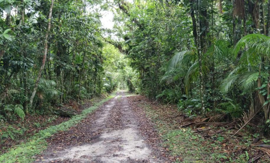 Foto de trilha do Parque do Palmito