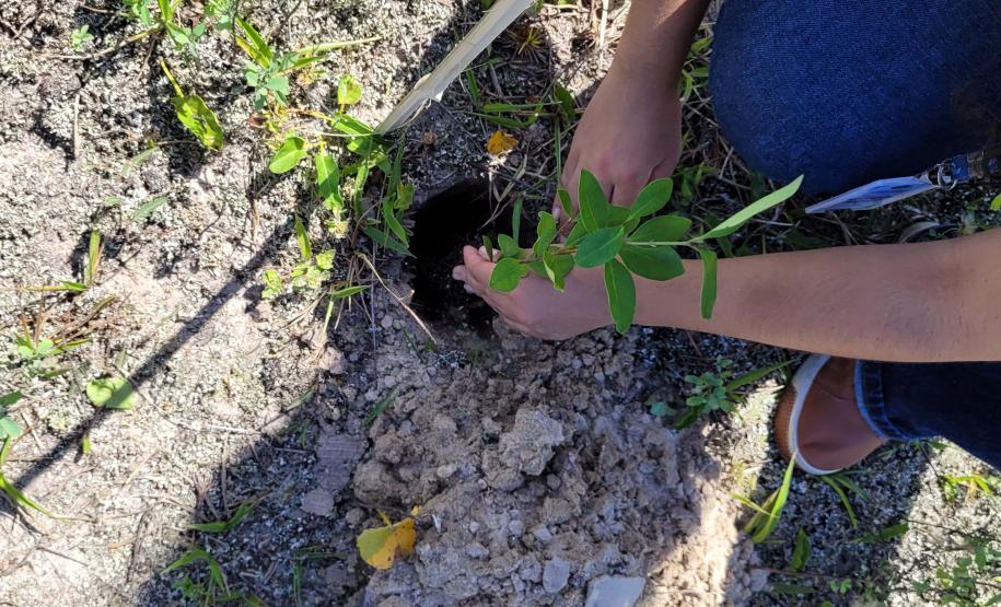 Paraná deve alcançar 10 milhões de mudas distribuídas no primeiro semestre deste ano