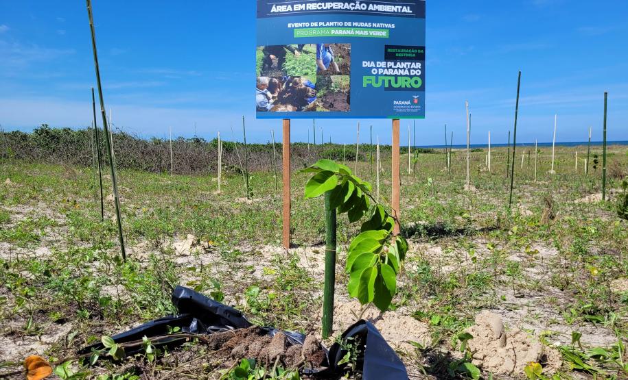 Paraná deve alcançar 10 milhões de mudas distribuídas no primeiro semestre deste ano