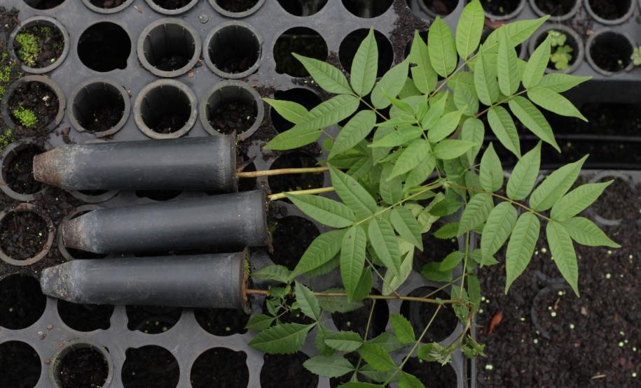 Paraná deve alcançar 10 milhões de mudas distribuídas no primeiro semestre deste ano